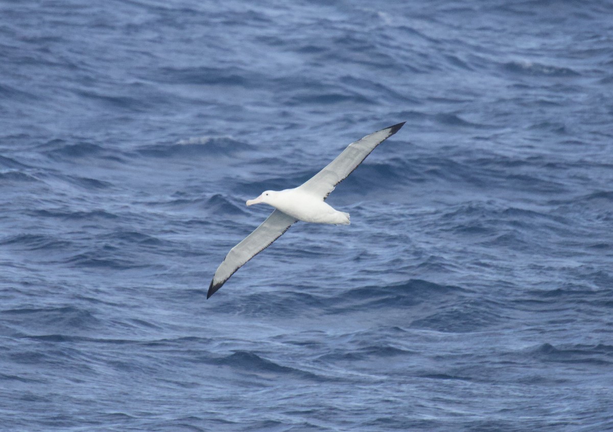 Snowy/Tristan/Antipodean Albatross - ML546908611