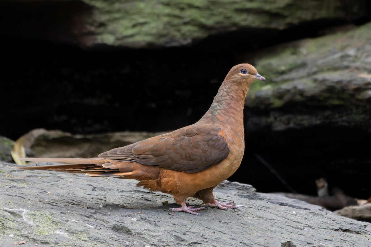 Brown Cuckoo-Dove - ML546912741