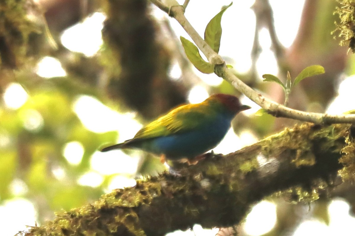 Bay-headed Tanager - ML546913201