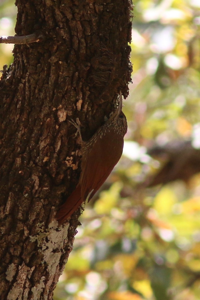 Spot-crowned Woodcreeper (Northern) - ML546913751