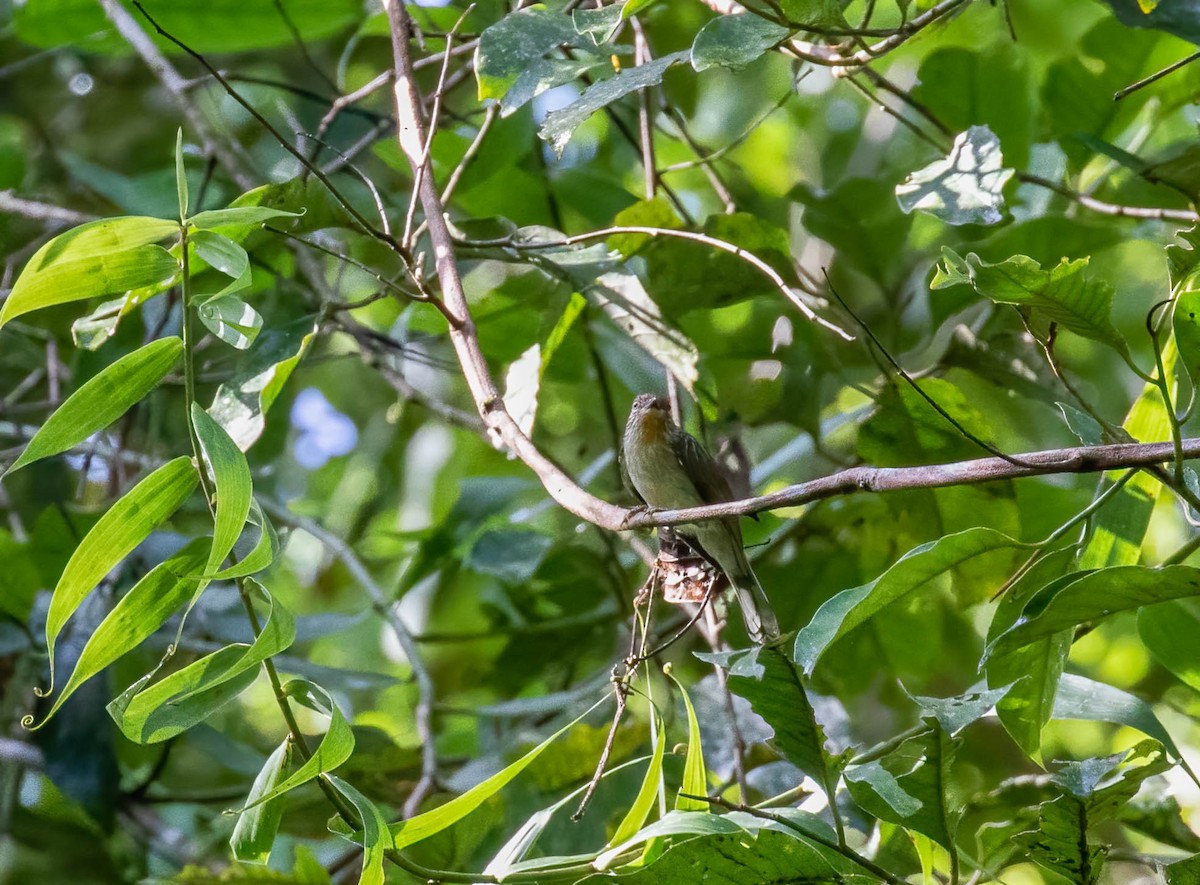 Rusty-crowned Babbler - ML546918541