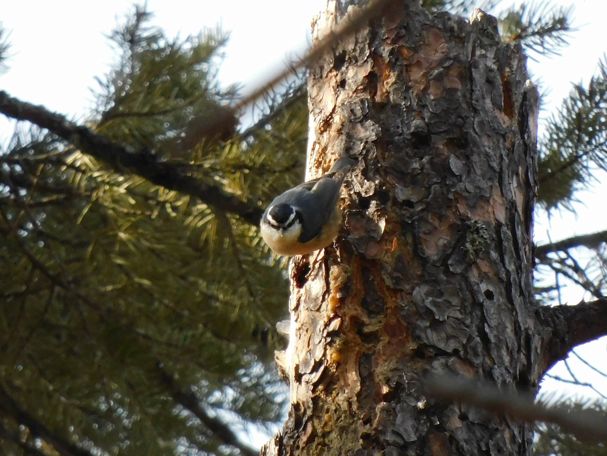 Red-breasted Nuthatch - ML546925111
