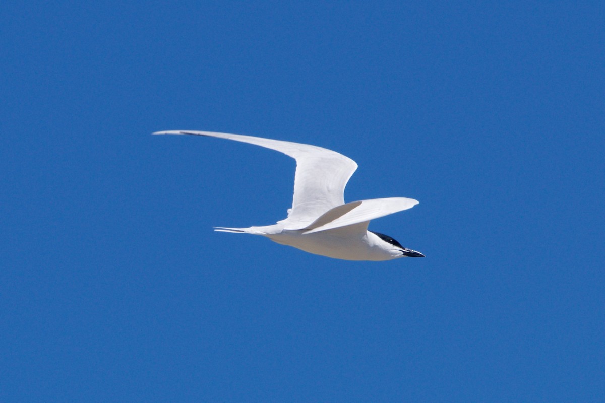 Gull-billed Tern - Hal Mitchell