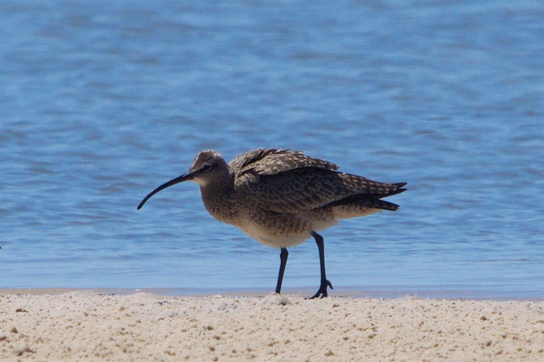 Whimbrel - Hal Mitchell