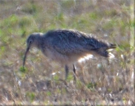 Long-billed Curlew - Charles Taft