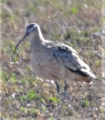 Long-billed Curlew - ML546935941