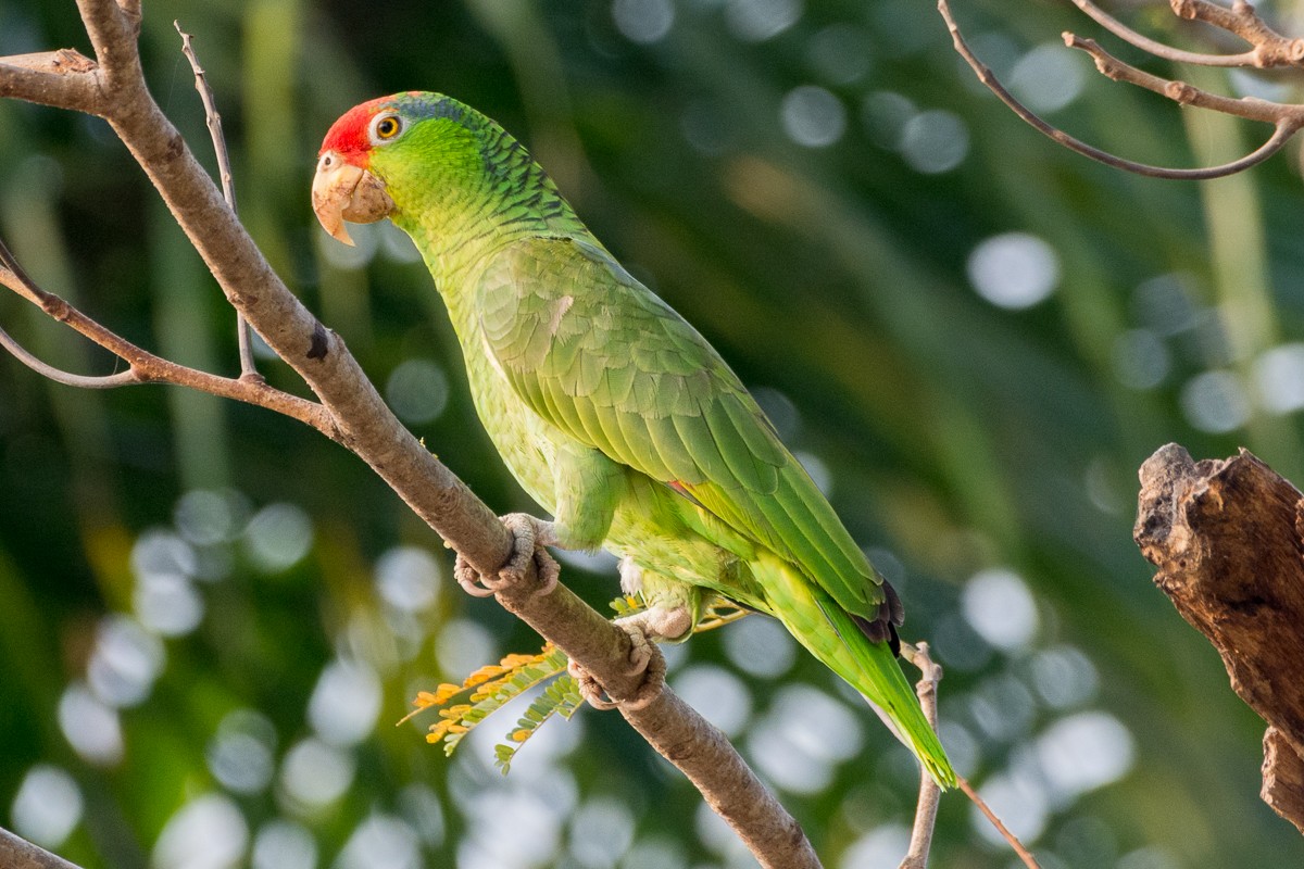 Red-crowned Parrot - ML546938761