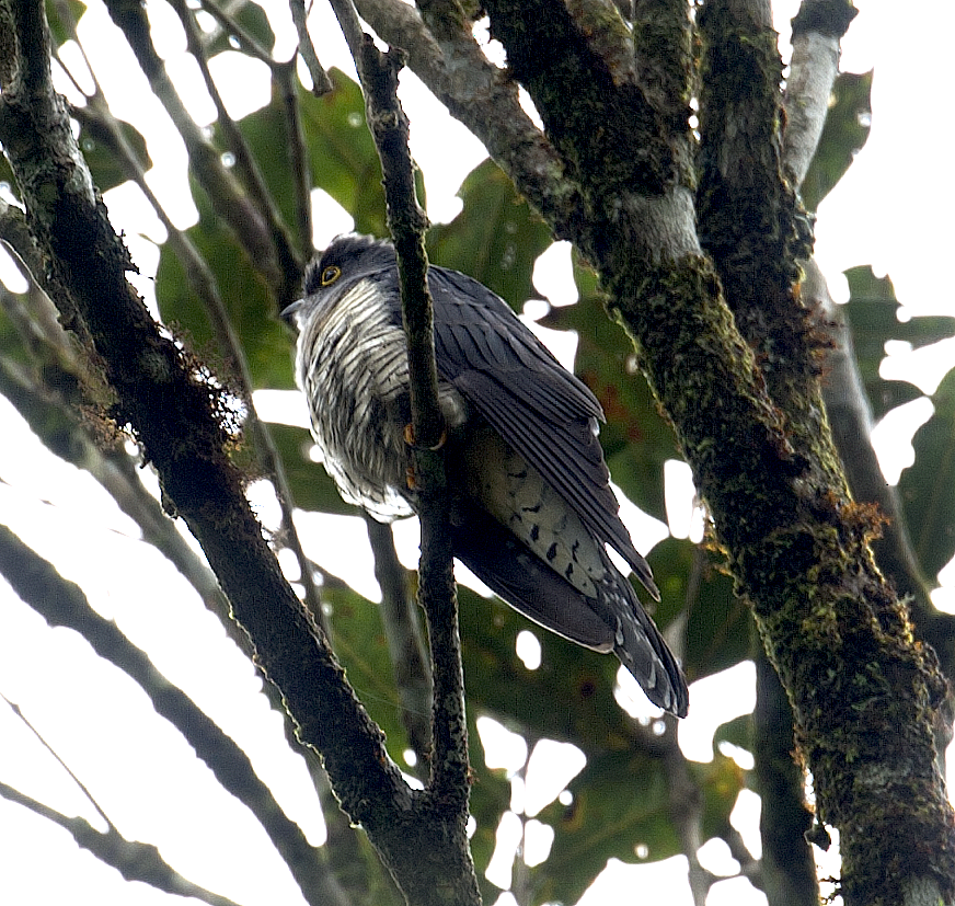 Madagascar Cuckoo - johnny powell