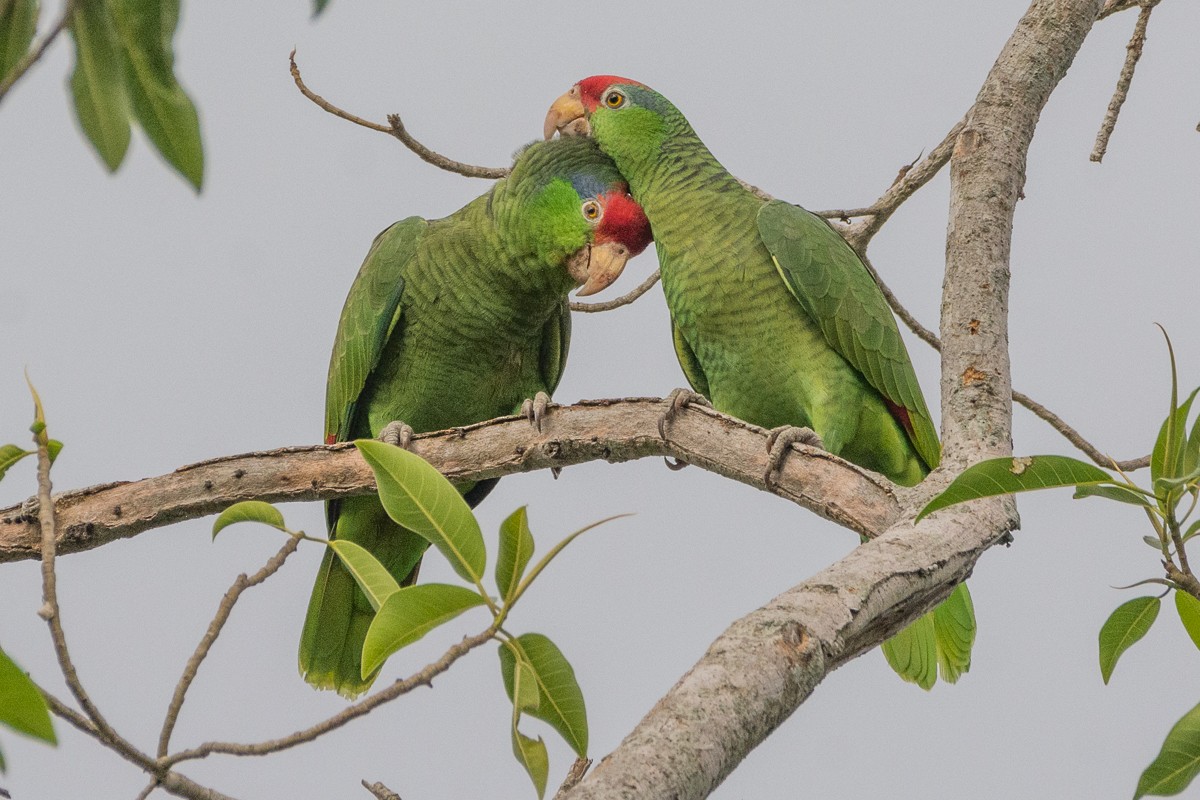 Red-crowned Parrot - Juan Miguel Artigas Azas