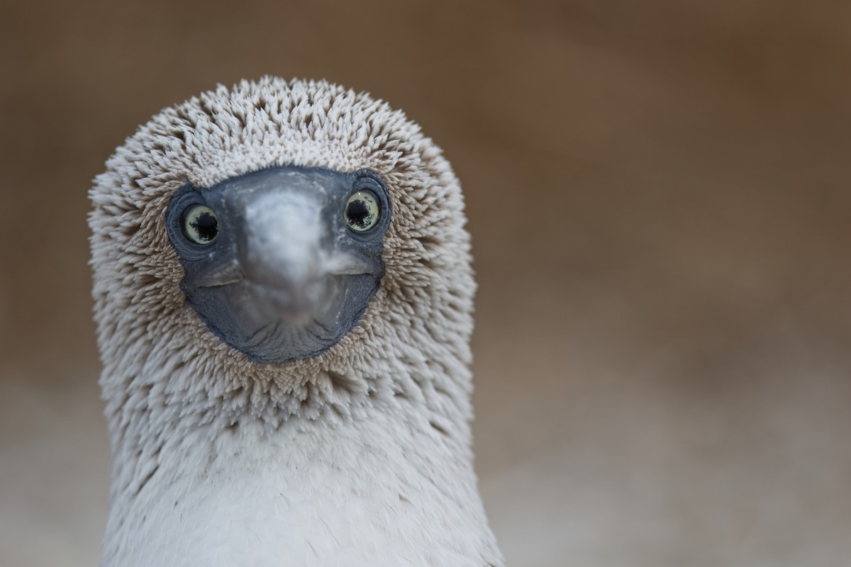 Blue-footed Booby - ML546950711