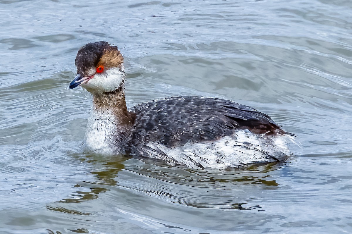 Horned Grebe - Cameron Collins