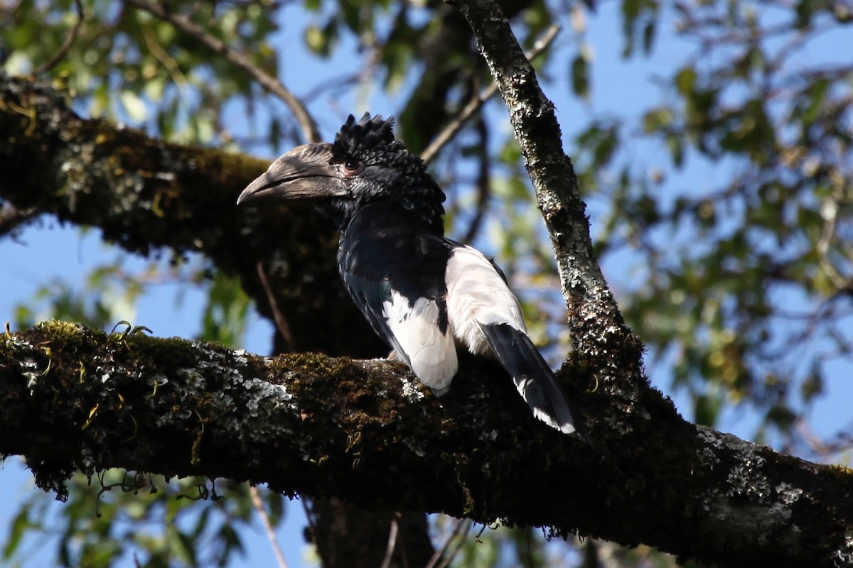 Black-and-white-casqued Hornbill - Dan Rabosky