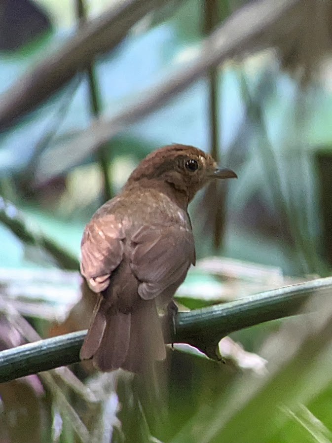 Russet-winged Schiffornis - Johnnier Arango 🇨🇴 theandeanbirder.com