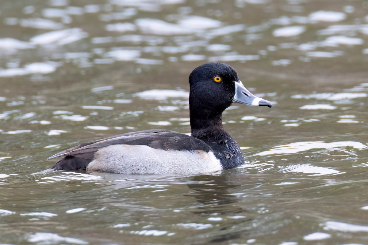 Ring-necked Duck - ML546953891