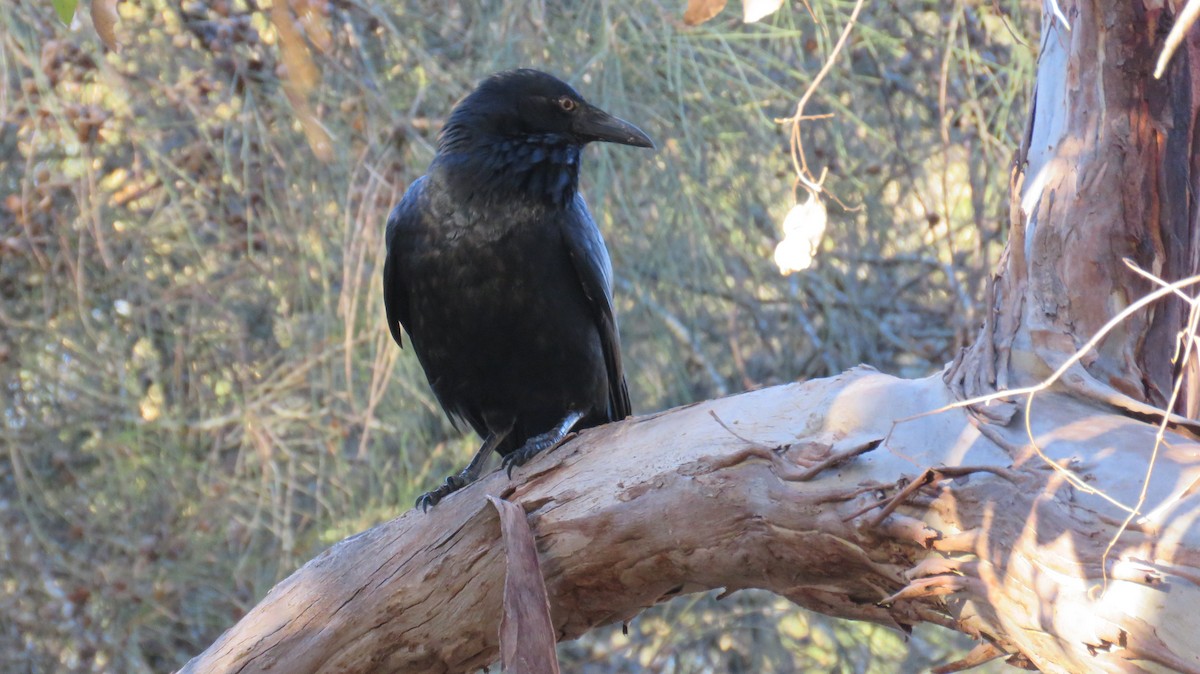 Australian Raven - ML546955501