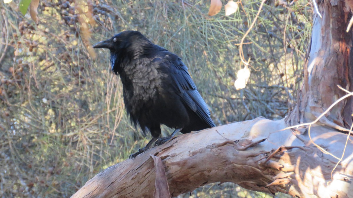 Australian Raven - ML546955531
