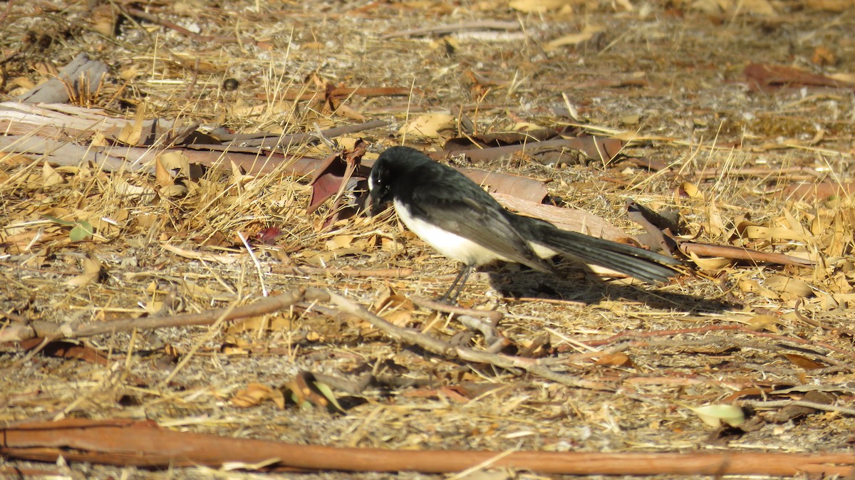 Willie-wagtail - ML546956561