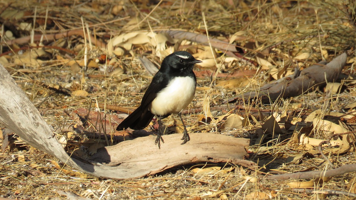 Willie-wagtail - ML546956571