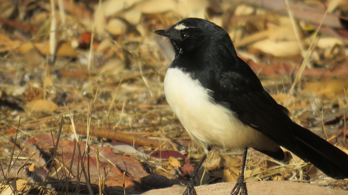 Willie-wagtail - ML546956581