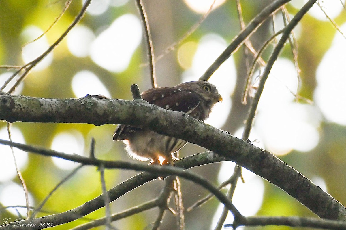 Ferruginous Pygmy-Owl - ML546958501