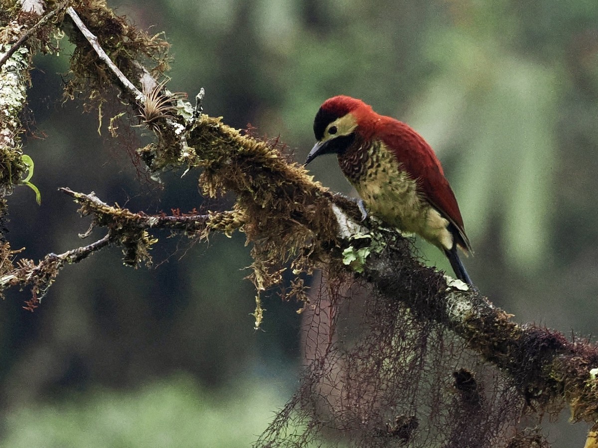 Crimson-mantled Woodpecker - ML546960811