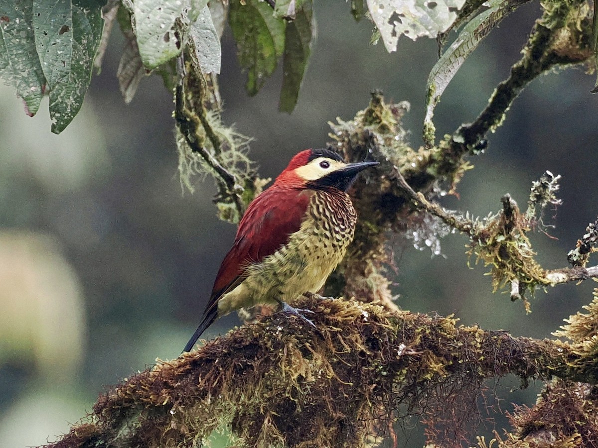 Crimson-mantled Woodpecker - ML546960821