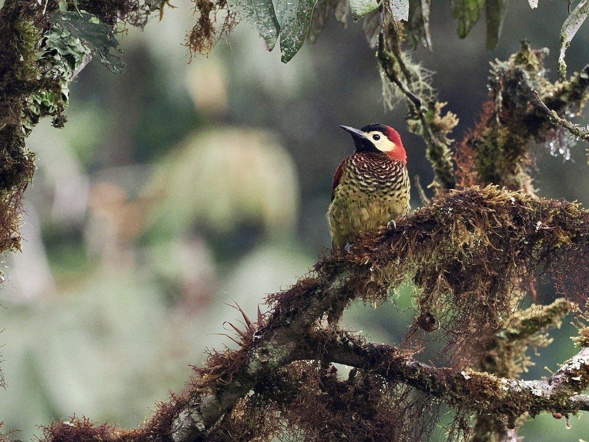 Crimson-mantled Woodpecker - ML546960831