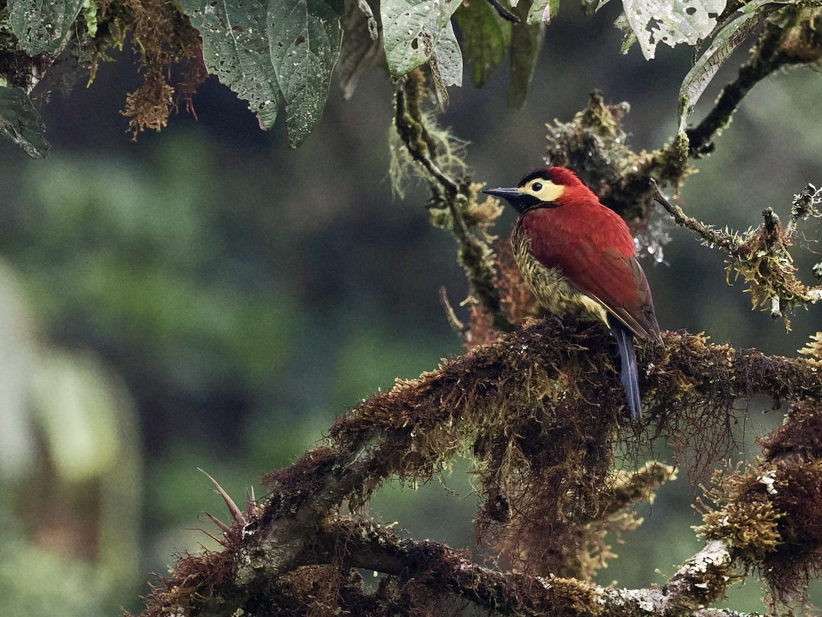 Crimson-mantled Woodpecker - ML546960841