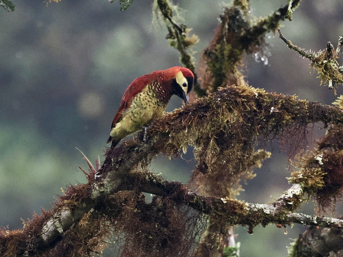 Crimson-mantled Woodpecker - ML546960851
