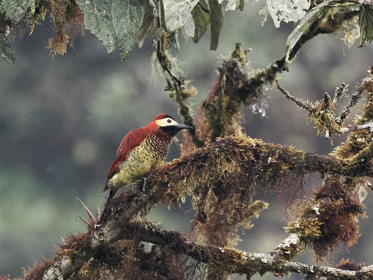 Crimson-mantled Woodpecker - ML546960871