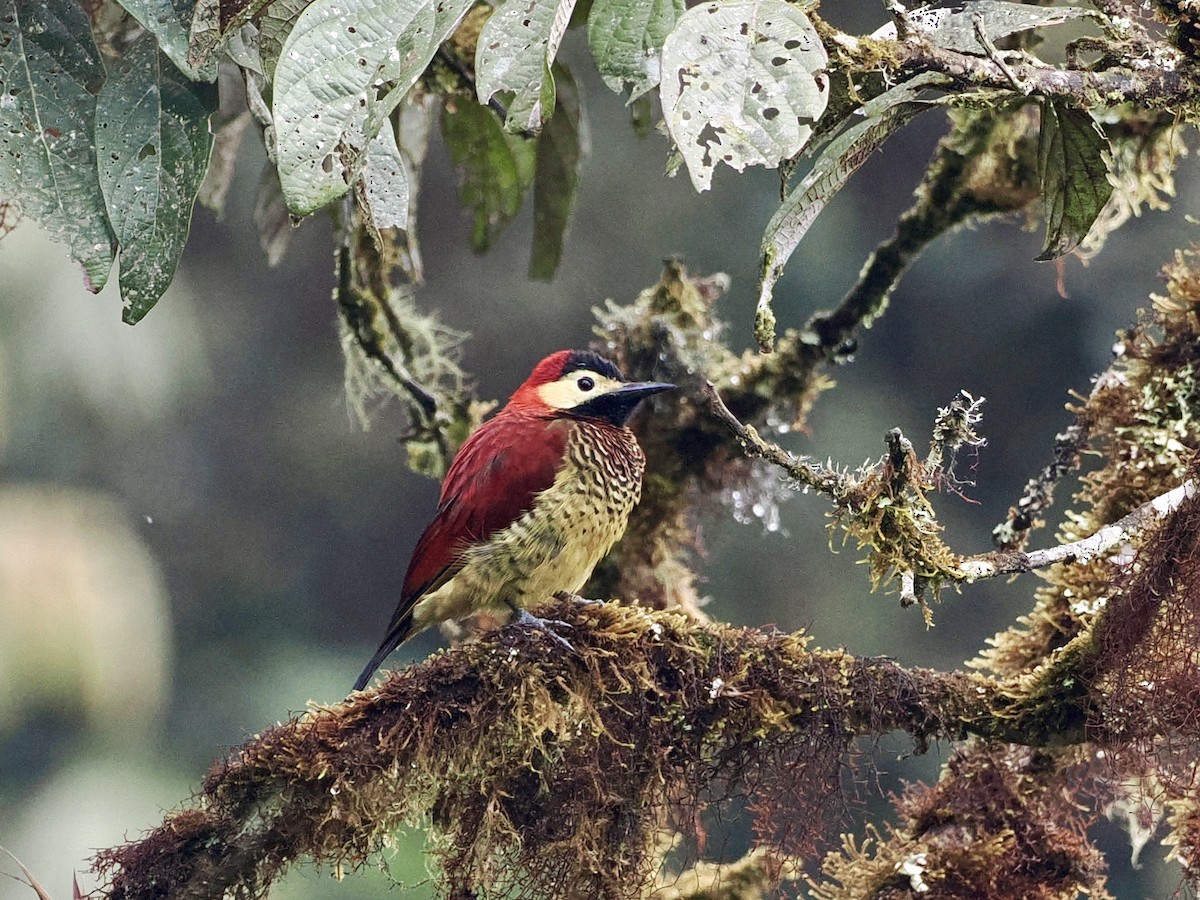 Crimson-mantled Woodpecker - ML546960881