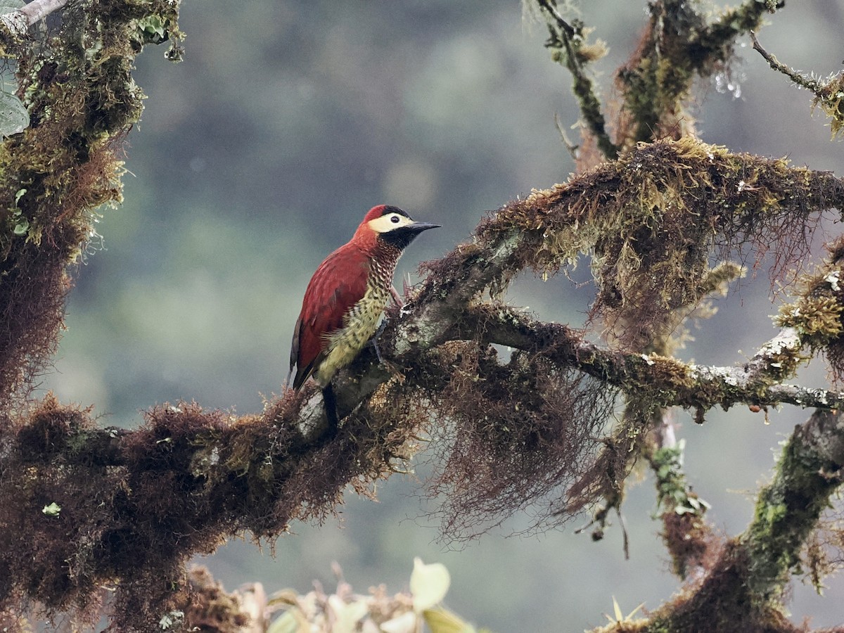 Crimson-mantled Woodpecker - ML546960891