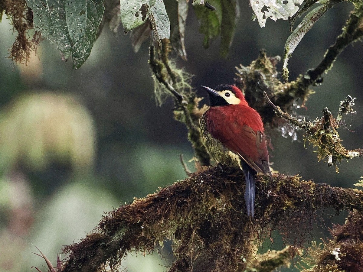 Crimson-mantled Woodpecker - ML546960901
