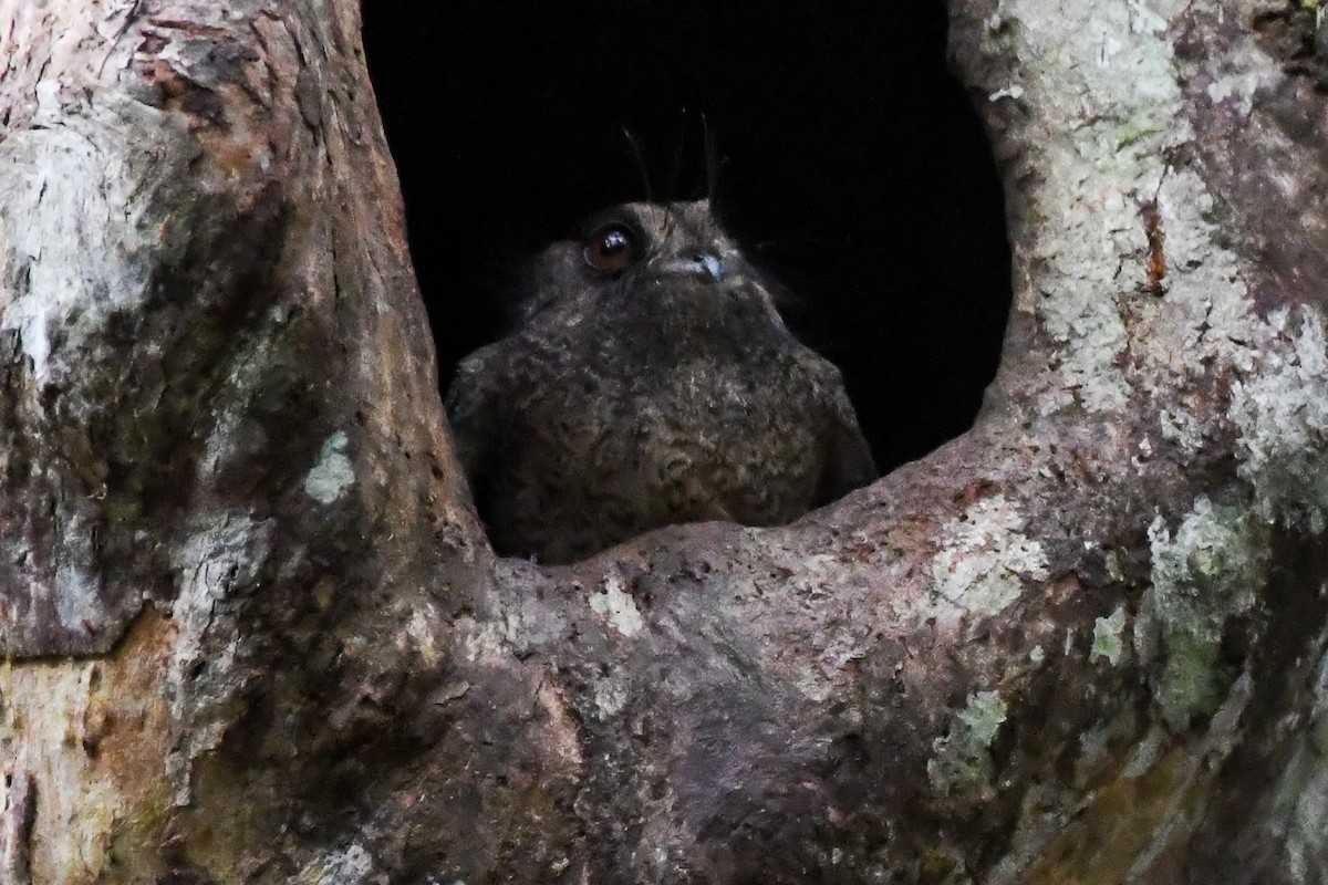 Barred Owlet-nightjar - ML546961601