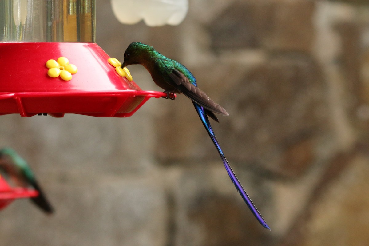 Long-tailed Sylph - ML54696251