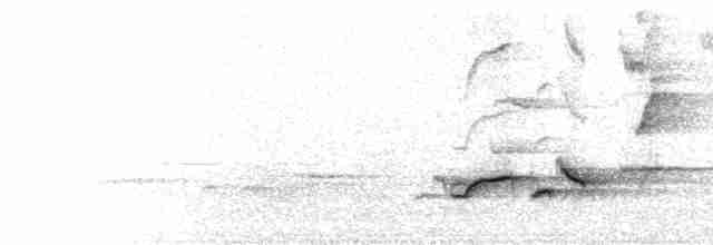  - Abyssinian Ground-Thrush (Abyssinian)