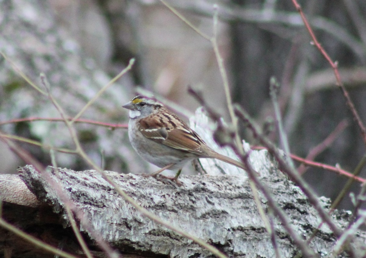 White-throated Sparrow - Christian Baker