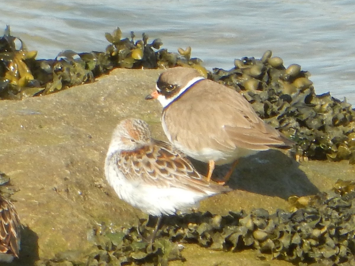 Semipalmated Plover - ML54696511