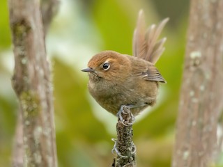  - Black-throated Thistletail