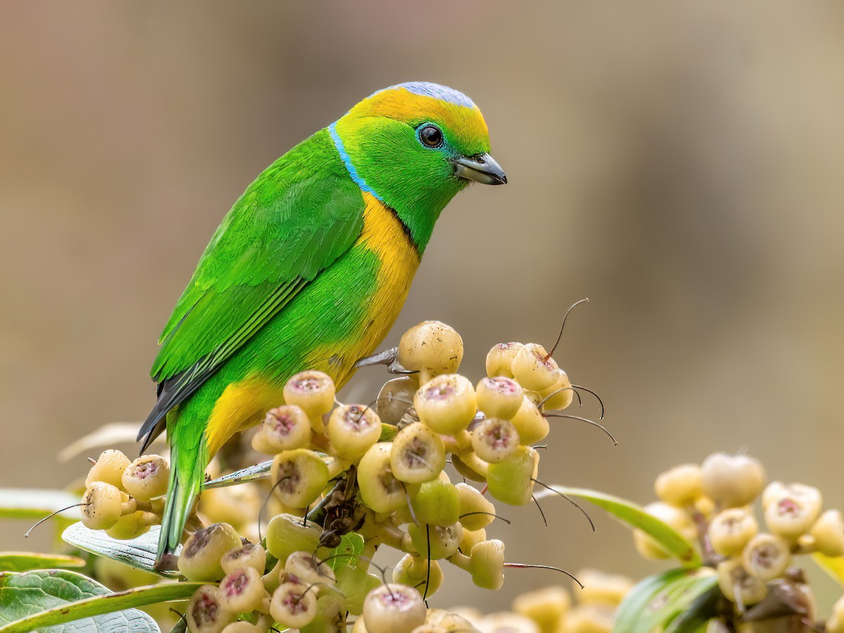 Golden-browed Chlorophonia - eBird