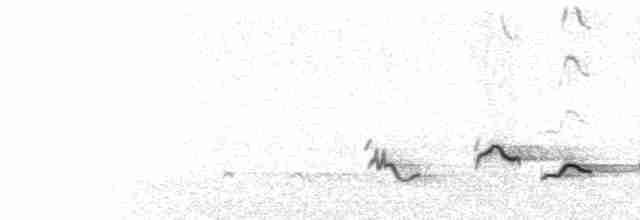  - African Thrush (African)