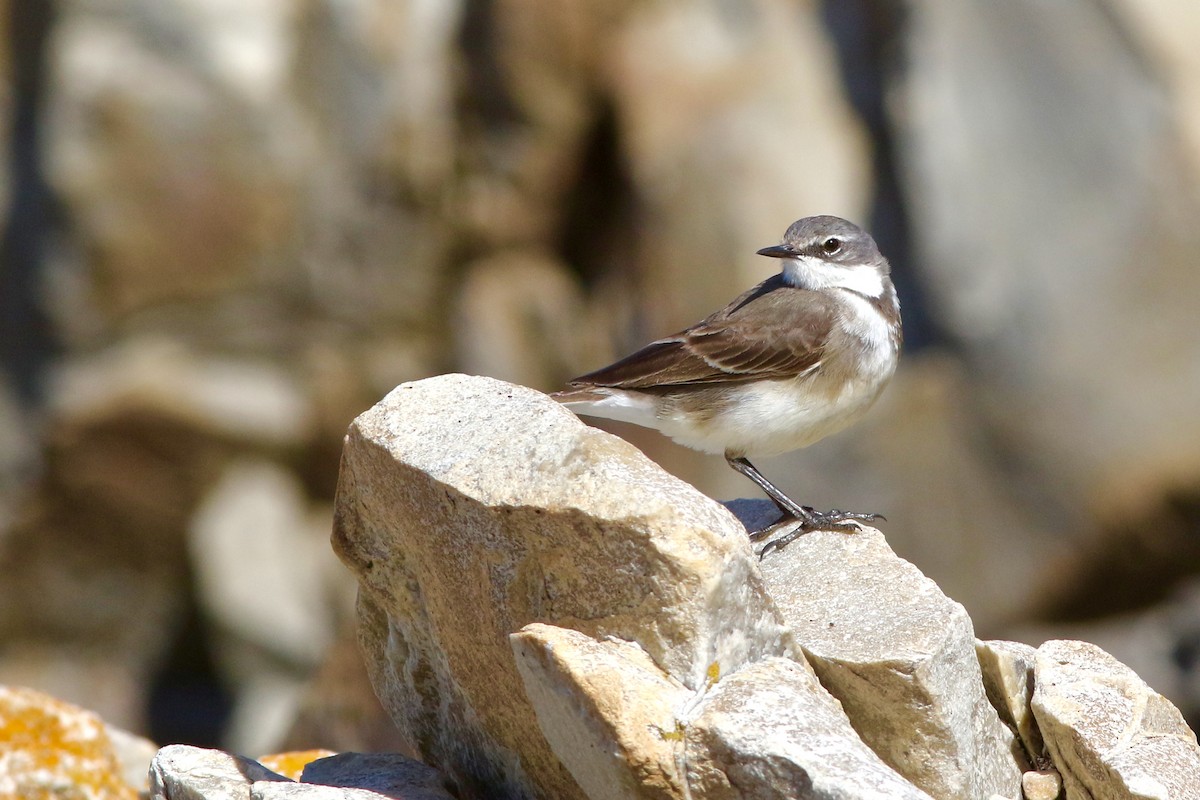 Cape Wagtail - ML546974411
