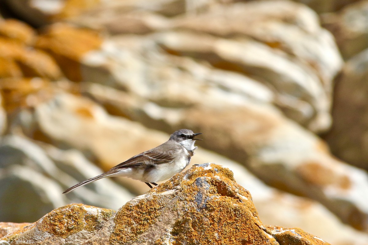 Cape Wagtail - ML546974421