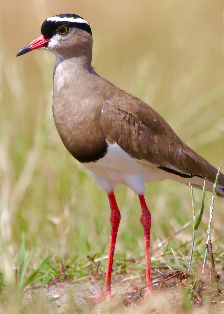 Crowned Lapwing - ML546975181