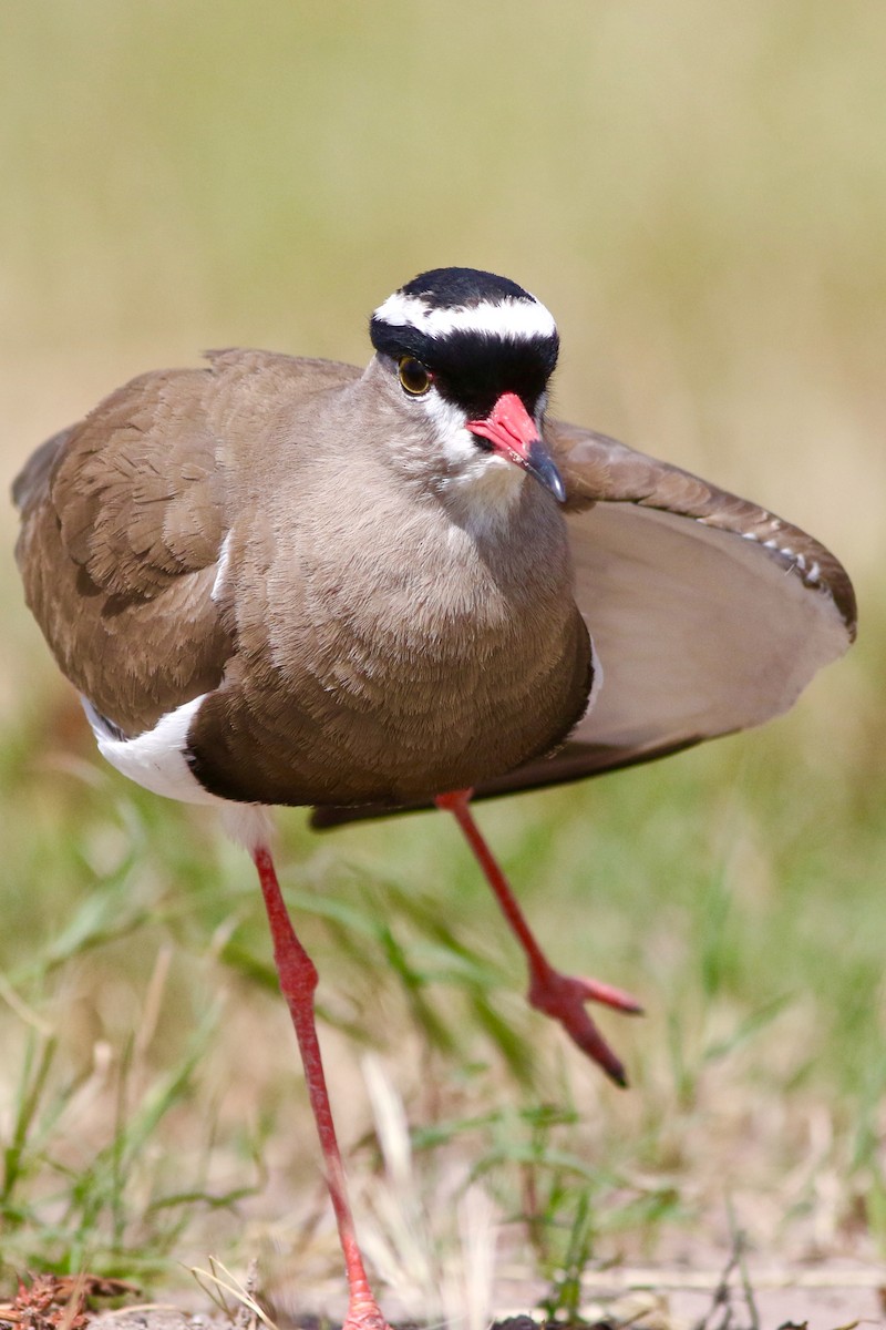Crowned Lapwing - ML546975191