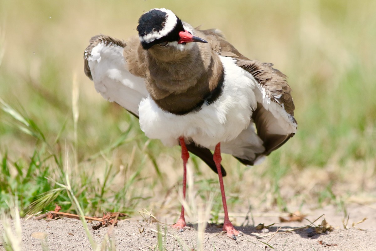 Crowned Lapwing - ML546975201