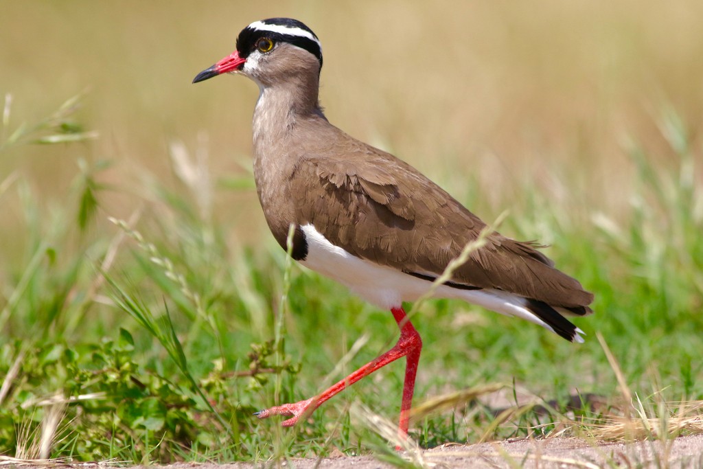 Crowned Lapwing - ML546975551