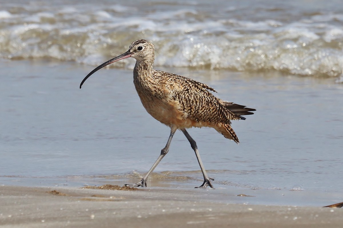 Long-billed Curlew - ML546978541