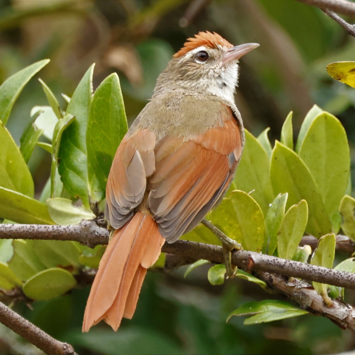 Line-cheeked Spinetail (Line-cheeked) - ML546979491
