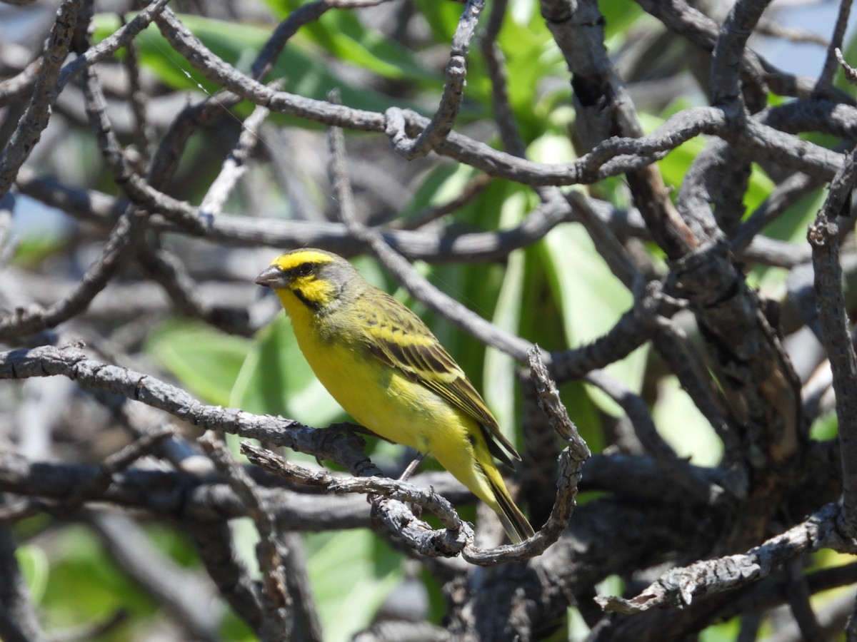 Yellow-fronted Canary - ML546979761